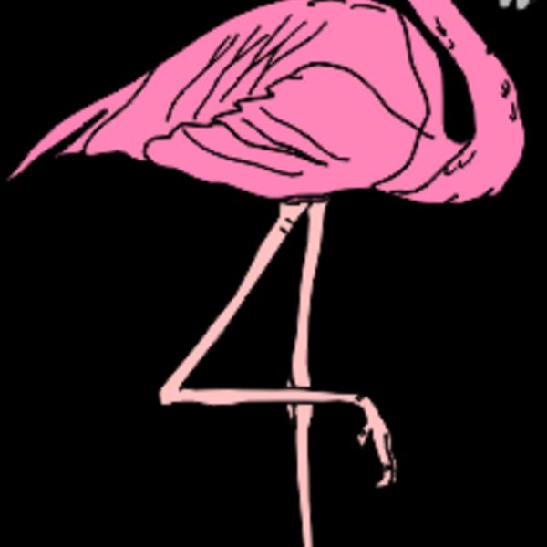 flamingo Thumbnail