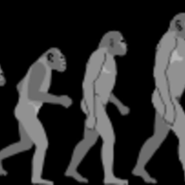 evolution Thumbnail