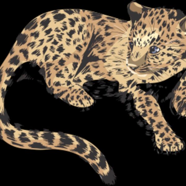 leopard kitten Thumbnail