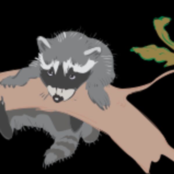 racoon Thumbnail