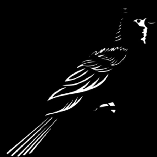 bird 2 Thumbnail